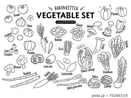手描き野菜 線画 のイラスト素材