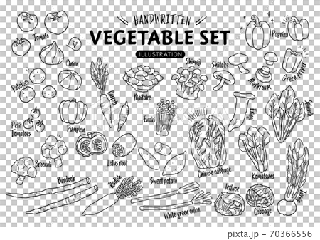 手描き野菜（線画） 70366556