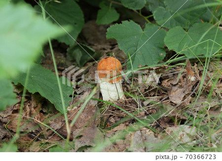 Boletus mushroom in the forest. 70366723