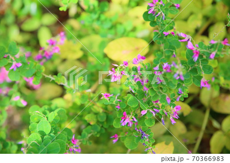 萩の花 萩の花 70366983