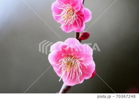 春の訪れ告げる梅の花 春の訪れ告げる梅の花 70367248
