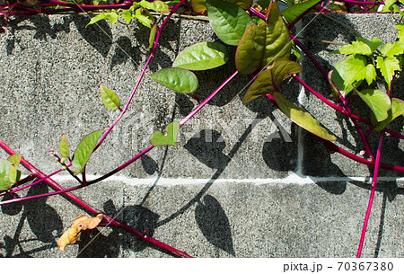 コンクリートの壁に垂れる緑の葉に赤い茎のツル植物の写真素材