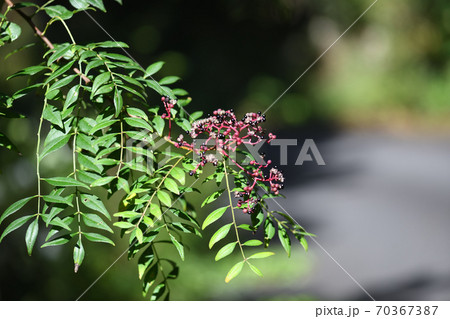 イヌザンショウの果実 70367387