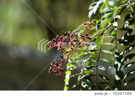 イヌザンショウの果実 70367388