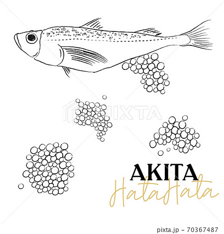 鰰 はたはた イラスト 鰰 はたはた イラスト 70367487