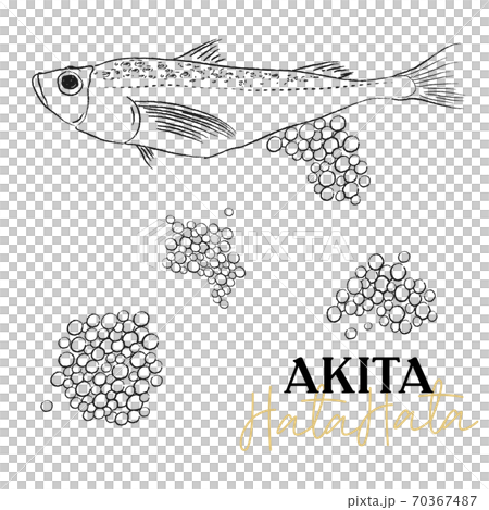 鰰 はたはた イラスト 鰰 はたはた イラスト 70367487