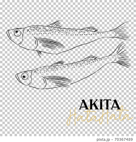 鰰 Hatahata illustration 70367489