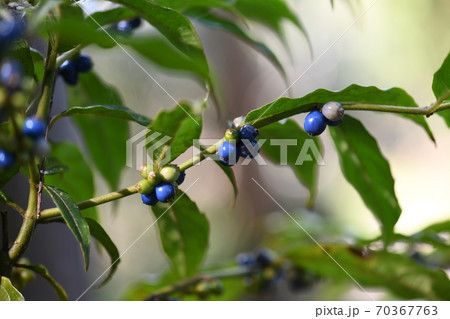 ルリミノキの果実 70367763