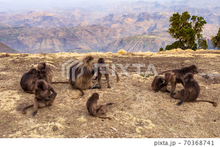 endemic Gelada in Simien mountain, Ethiopia 70368741