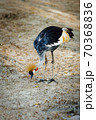 Grey Crowned Crane, african bird, endangered specie 70368836