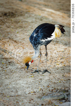 Grey Crowned Crane, african bird, endangered specie Grey Crowned Crane, african bird, endangered specie 70368836