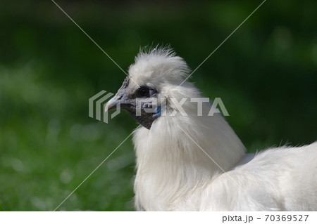 close up side portrait of a pet silkie chickens face close up side portrait of a pet silkie chickens face 70369527