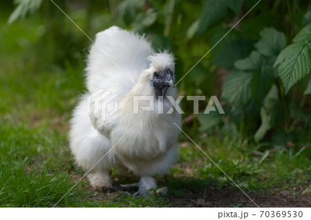 Pet silkie bantam chicken walks towards the camera 70369530