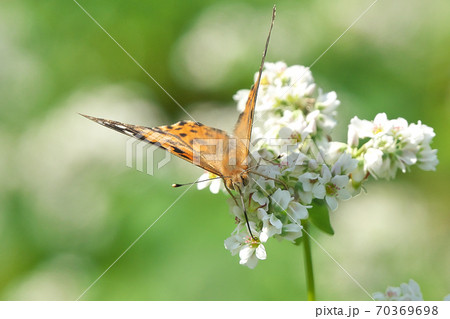 蕎麦の花の蜜を吸うヒメアカタテハ 10月撮影 蕎麦の花の蜜を吸うヒメアカタテハ 10月撮影 70369698
