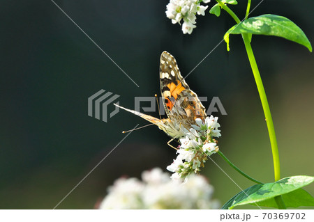 蕎麦の花の蜜を吸うヒメアカタテハ 70369702