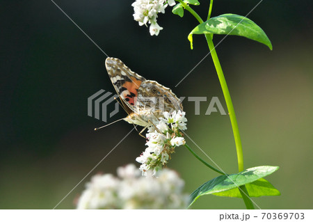 蕎麦の花の蜜を吸うヒメアカタテハ 10月撮影 蕎麦の花の蜜を吸うヒメアカタテハ 10月撮影 70369703