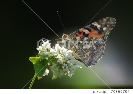 蕎麦の花の蜜を吸うヒメアカタテハ　10月撮影 70369704