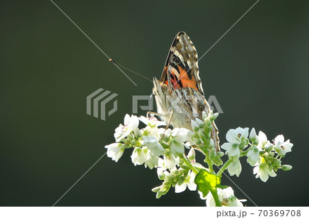 蕎麦の花の蜜を吸うヒメアカタテハ 10月撮影 蕎麦の花の蜜を吸うヒメアカタテハ 10月撮影 70369708