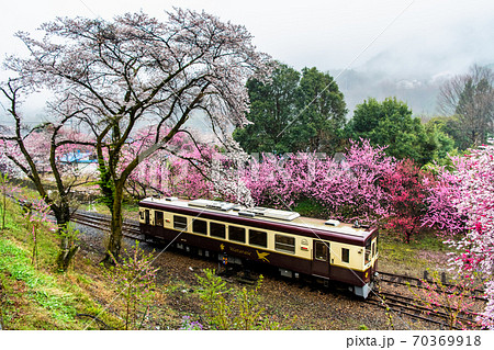 栃木県 わたらせ渓谷鉄道（桜と花桃の咲く神戸駅） 70369918