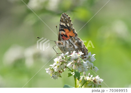 満開の蕎麦畑で花の蜜を吸うヒメアカタテハ 10月撮影 満開の蕎麦畑で花の蜜を吸うヒメアカタテハ 10月撮影 70369955
