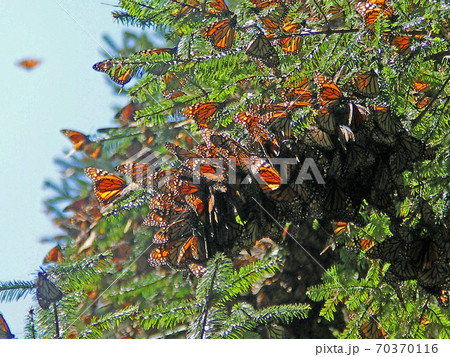 オオカバマダラ 70370116