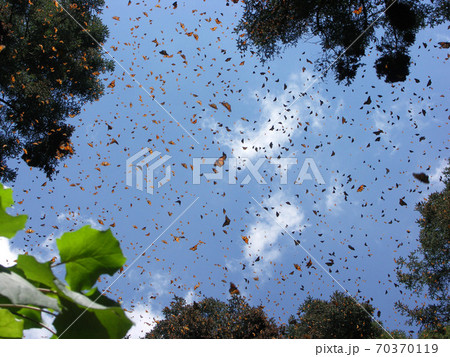 オオカバマダラ 70370119