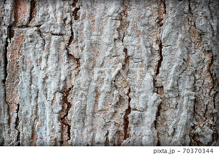 Tree bark texture background. Tree bark texture background. 70370344