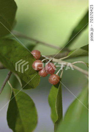 Autumn olive Autumn olive 70370425