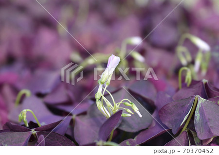 Purple shamrock Mijke Purple shamrock Mijke 70370452