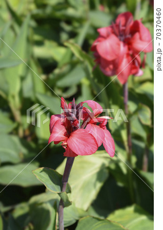 Canna lily Tropical Rose 70370460