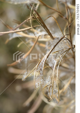 Great hairy willowherb 70370465