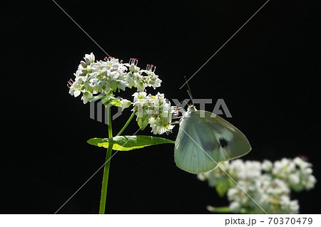 蕎麦の花で吸蜜するモンシロチョウ　白と白の組み合わせが綺麗でした　10月 70370479