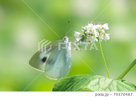 蕎麦の花で吸蜜するモンシロチョウ　白と白の組み合わせが綺麗でした　10月 70370487
