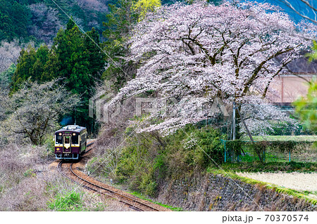 栃木県 わたらせ渓谷鉄道と桜（小中～神戸） 70370574