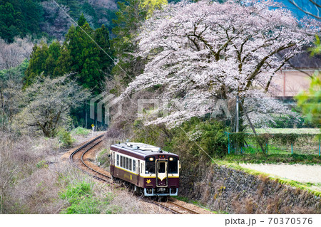栃木県 わたらせ渓谷鉄道と桜（小中～神戸） 70370576