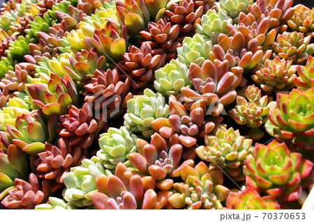 多肉植物の苗 多肉植物の苗 70370653
