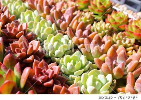 多肉植物の苗 多肉植物の苗 70370797