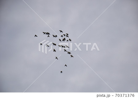 大空の鳩群団 飛翔する鳩群団 大空の飛翔 大空の鳩群団 飛翔する鳩群団 大空の飛翔 70371376