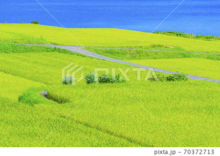 京都　新井の棚田　　　 70372713