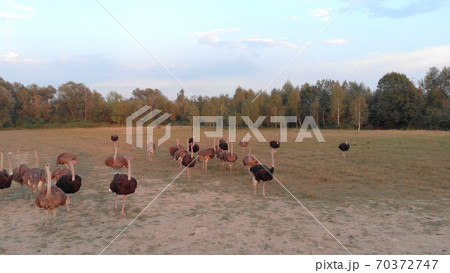 Lovely landscape of nature with ostriches. Lovely landscape of nature with ostriches. 70372747