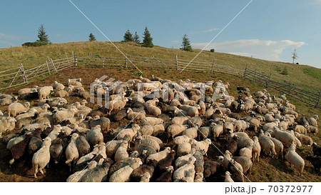 Flock of sheep are grazing on the summer meadow. Flock of sheep are grazing on the summer meadow. 70372977