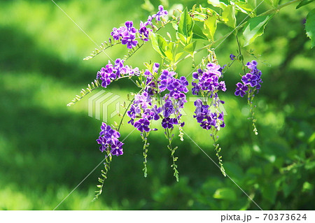 デュランタ〜浜名湖ガーデンパーク 70373624