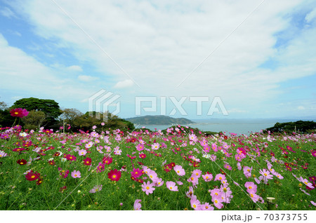 能古島 コスモス 能古島 コスモス 70373755