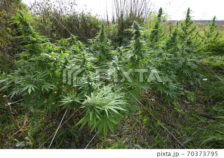 Cannabis growing in a field, low stress training technique: bending trunk of a plant and branches down using pegs and ropes 70373795
