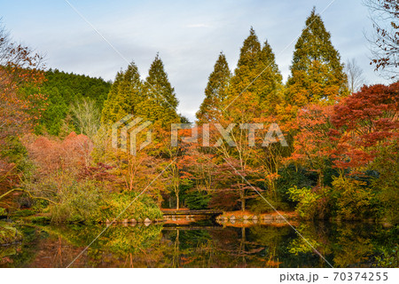 静岡県函南町、原生の森公園、紅葉 静岡県函南町、原生の森公園、紅葉 70374255