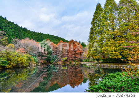 静岡県函南町、原生の森公園、紅葉 70374258