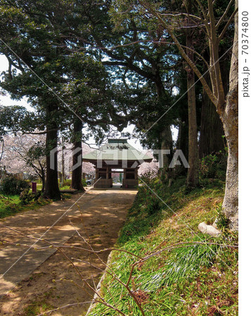 西蓮寺の仁王門と桜の花 70374800