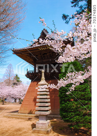 西蓮寺の鐘楼と桜の花 70374805