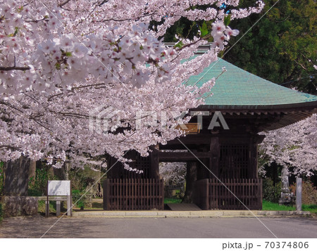 西蓮寺の仁王門と桜の花 70374806