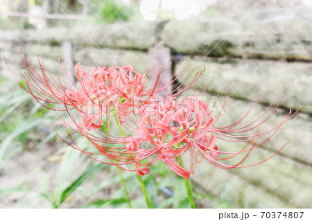 朝日を浴びて生き生きと成長している赤い花「彼岸花」水彩画風 70374807